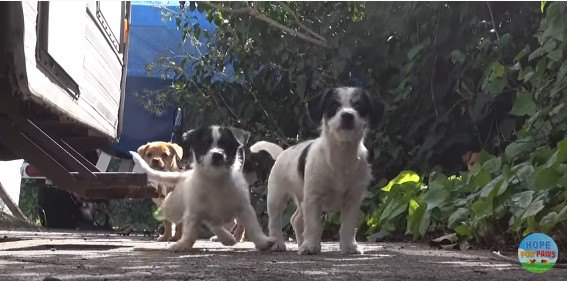 カメラから距離を取る子犬