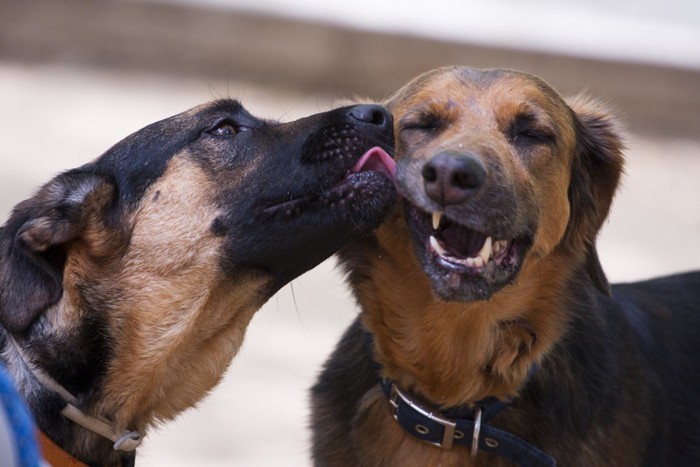 2匹の犬