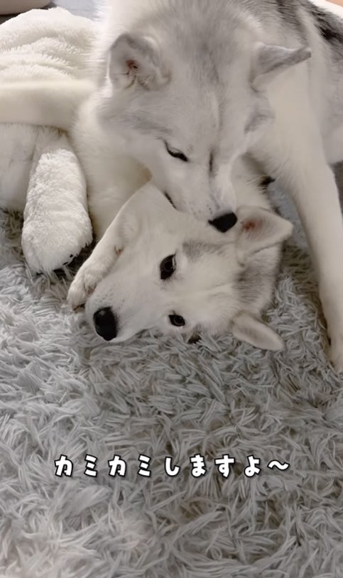 兄犬をカミカミする弟犬