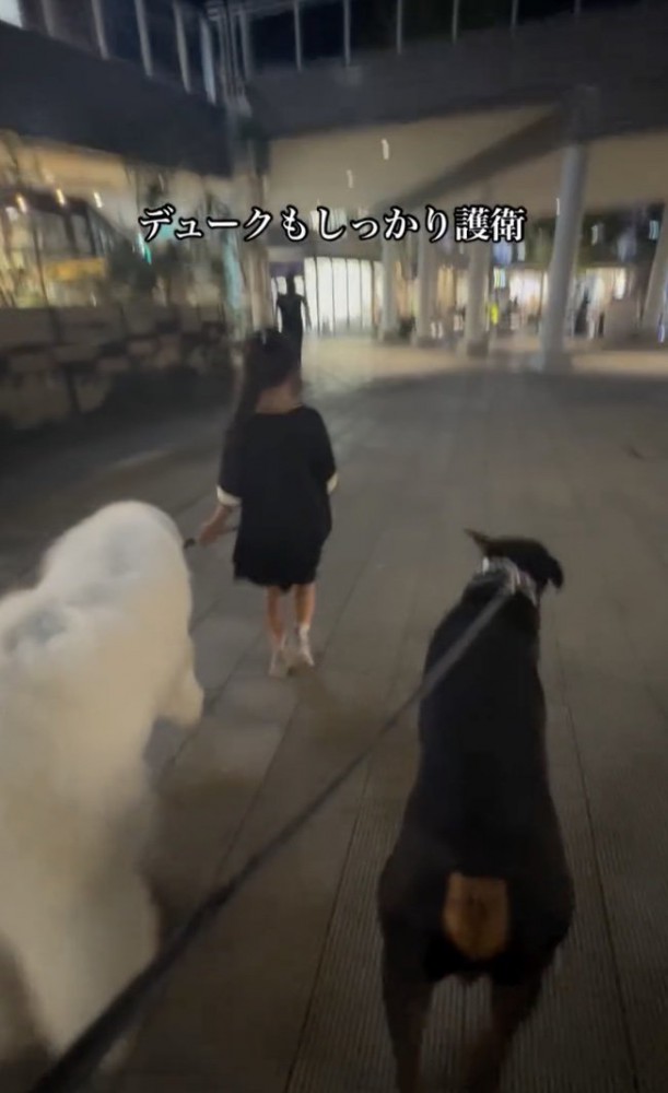 デュークくんも護衛に