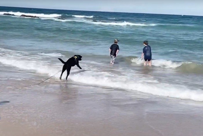 海に入る家族の元へ行く犬0:26