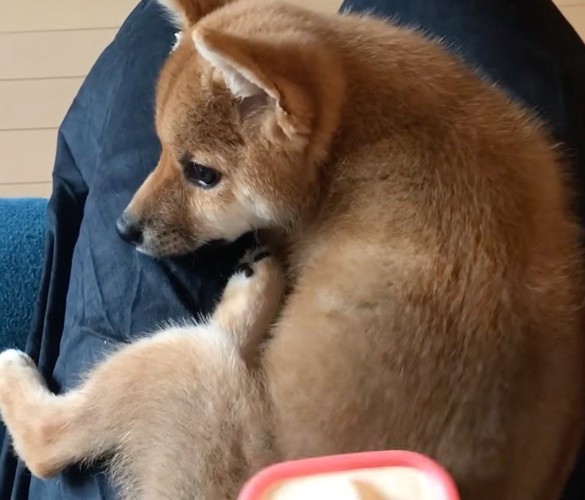 飼い主の膝の上に乗ってブラッシングしてもらう子犬