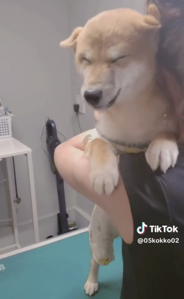 抱きしめられて目を細める犬