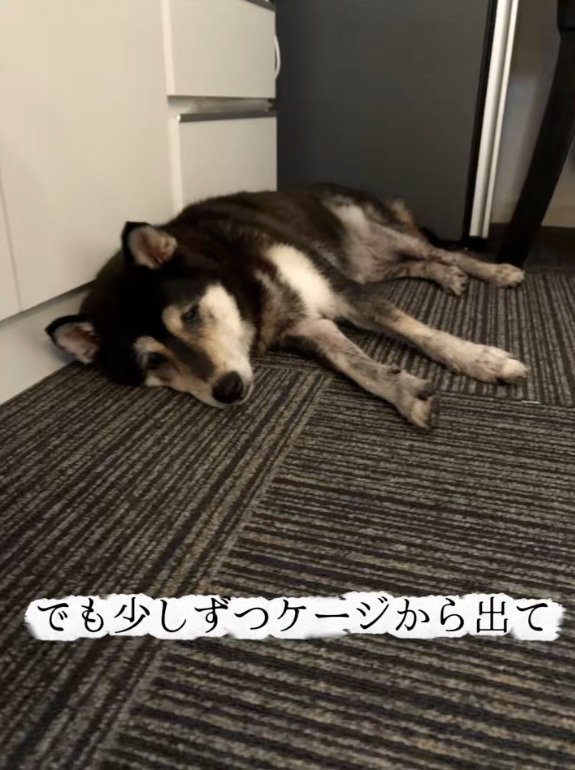 横になる鶴ちゃん