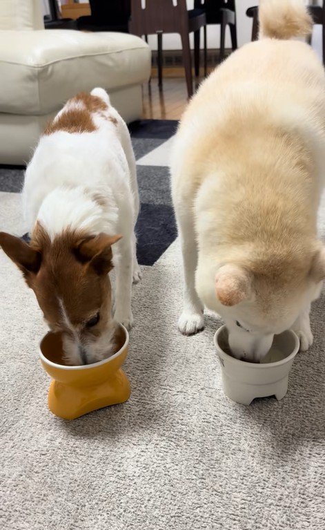 「ヨシ」と言った時の銀くんとエマちゃん8