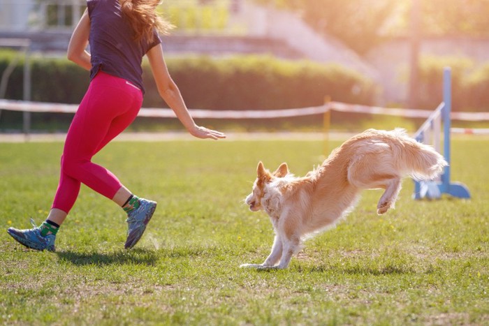 芝生でトレーニングする犬