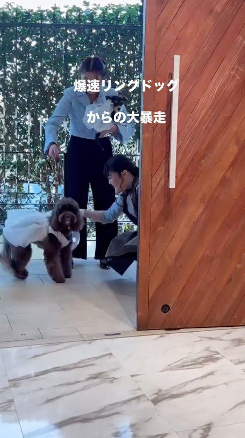 結婚式が行われる部屋の前に立つ2匹の犬