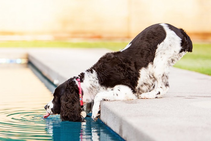 プールの水を飲む犬