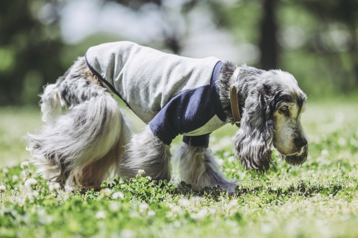 歩く老犬