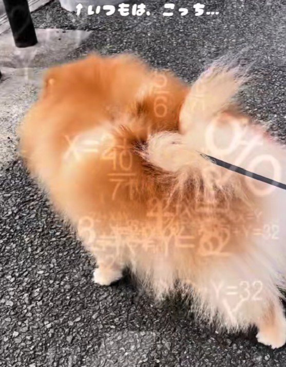 「お散歩はこっちのはず」