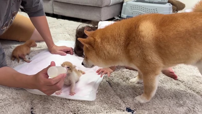 子猫たちに夢中♡