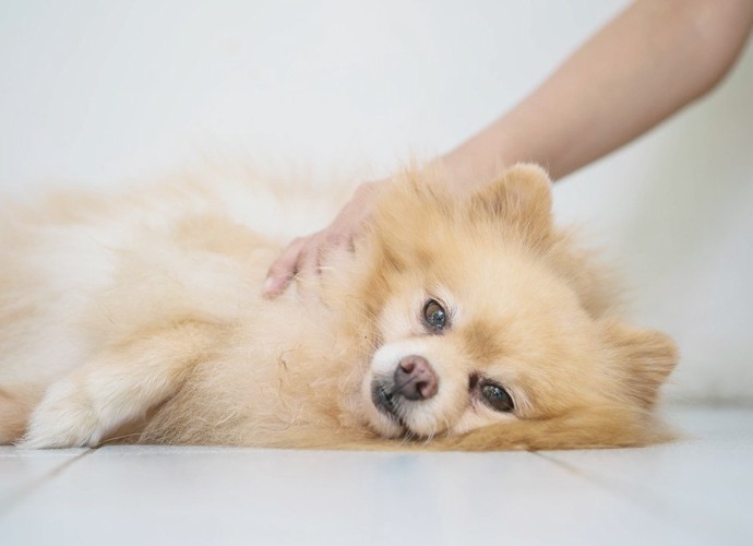 横になっている犬を撫でる人