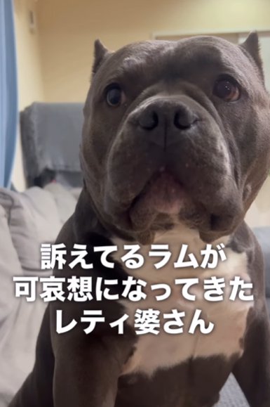 考えるアメリカンブリー