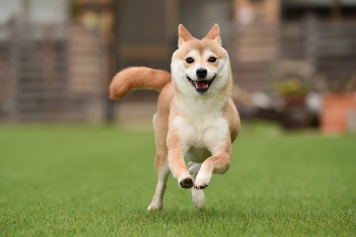 走っている犬