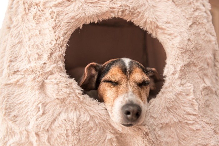 穴から顔を出す犬