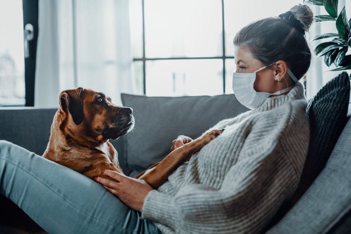 マスクをしている女性と向き合う犬