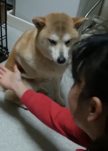 顔をそむける犬と話しかける子ども