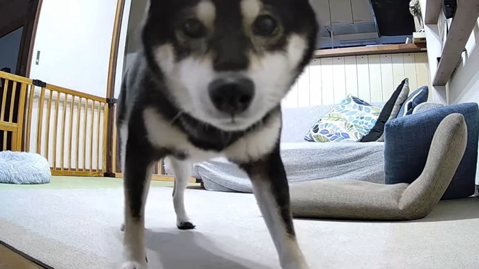 のぞき込む犬