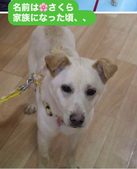 家族になった頃のさくらちゃん3