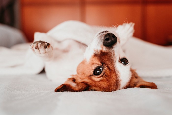 仰向けになっている犬