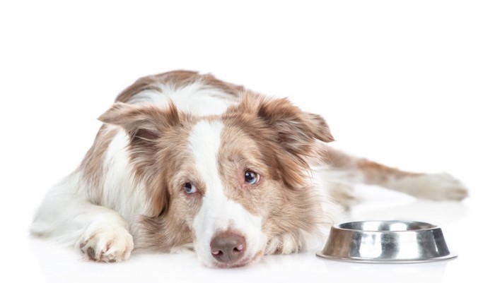食器の隣で悲しげな顔のまま伏せる犬