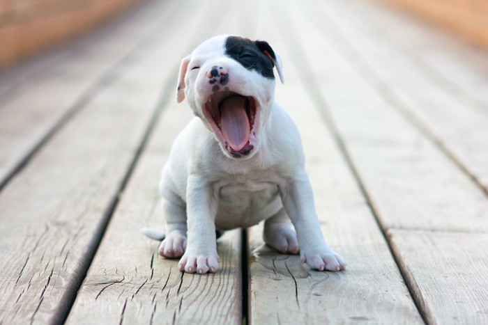 あくびをしている子犬