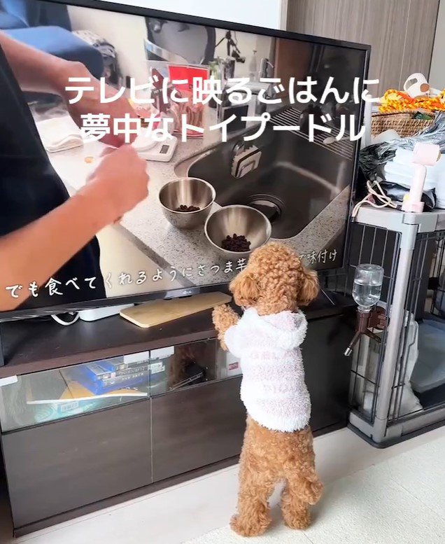 テレビに映るご飯に夢中のおもちちゃん