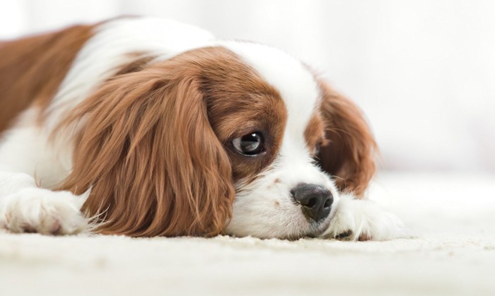 悲しげな表情で伏せる犬のアップ