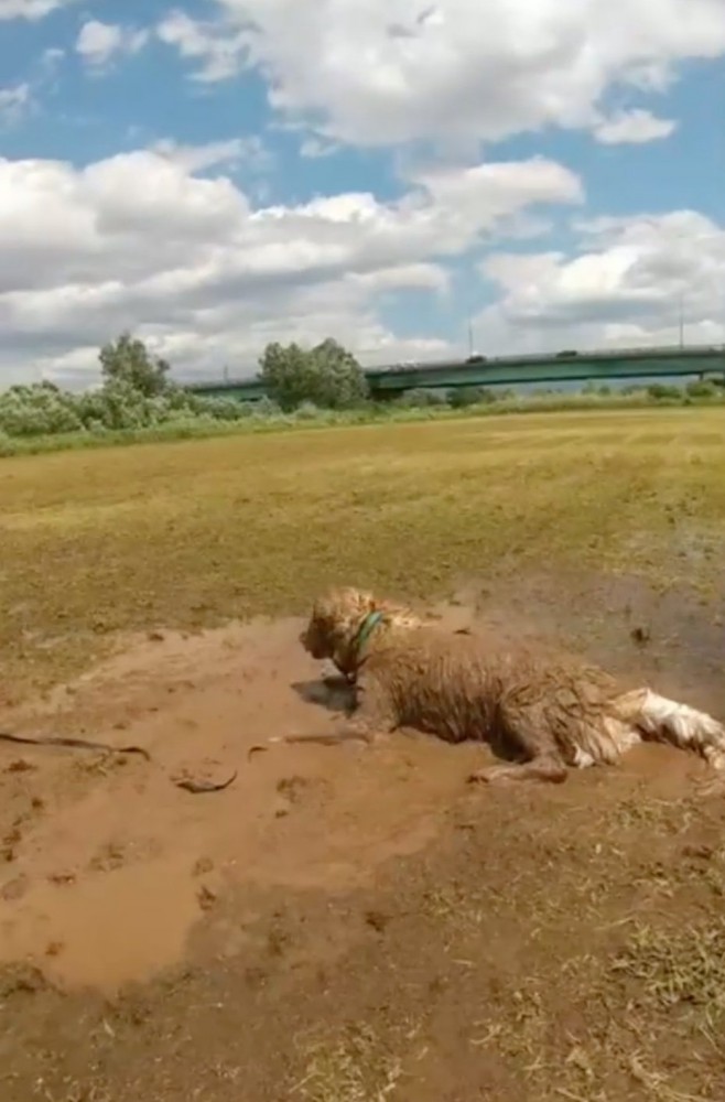 泥の中を転がる大型犬