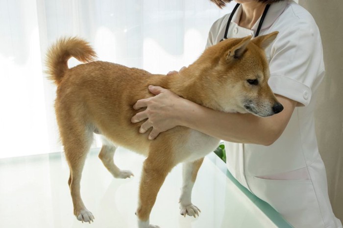 獣医と柴犬