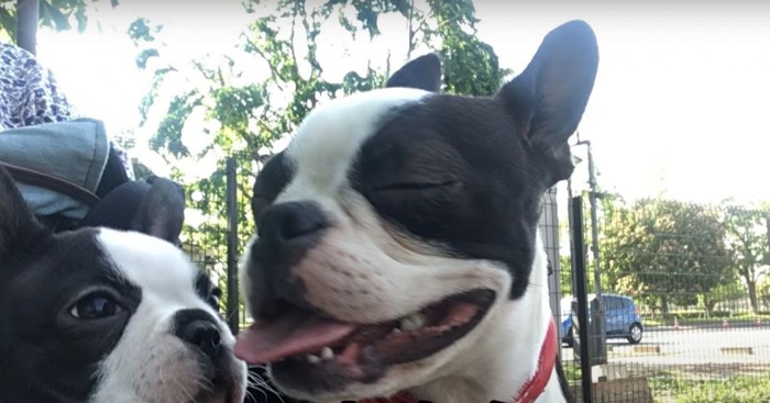 目をつぶる犬と目を開けた犬のアップ