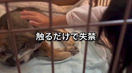 茶色い犬の体に手を当てる女性