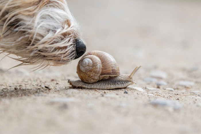 カタツムリのニオイを嗅ぐ犬の鼻先