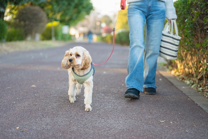 散歩、垂れ耳の犬
