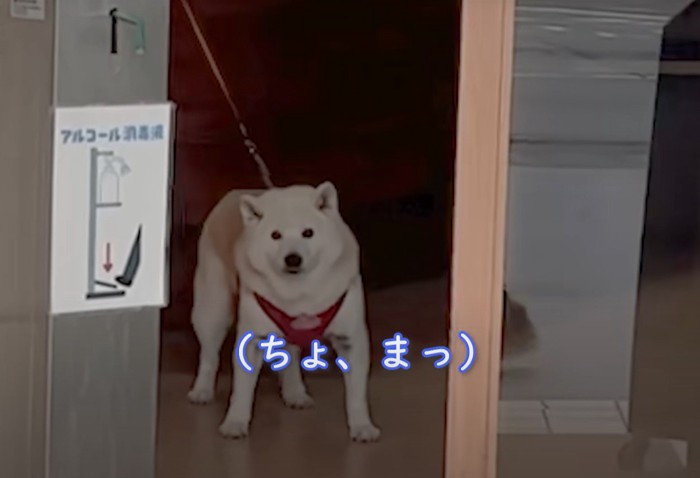 戸惑う犬