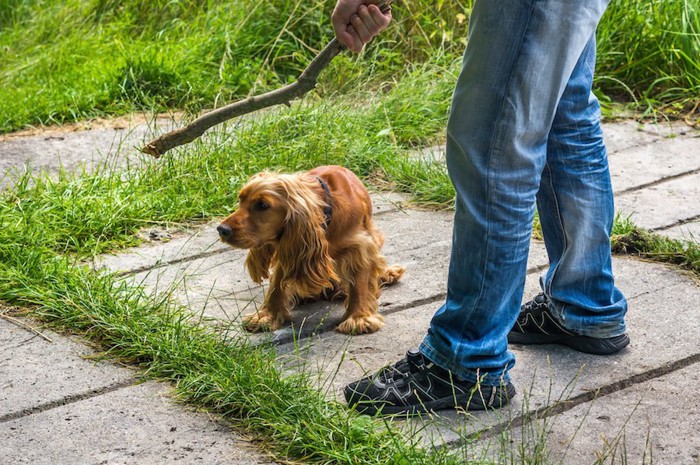 木の枝を持った人と犬