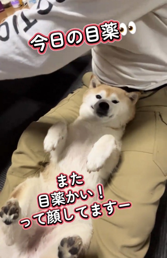 膝の上で仰向けになる犬