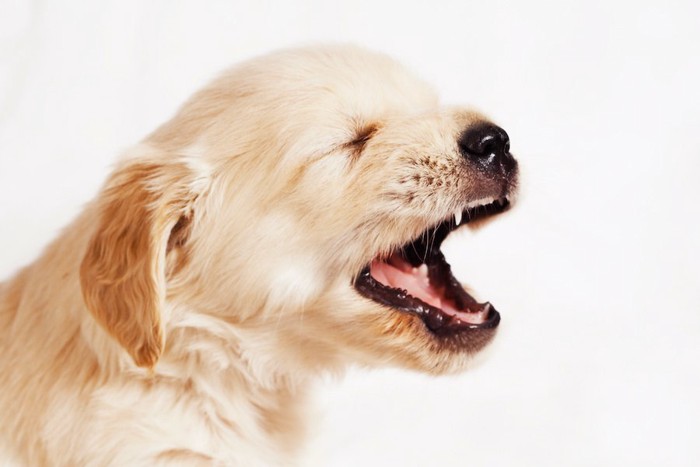 鳴いて訴えている子犬の横顔