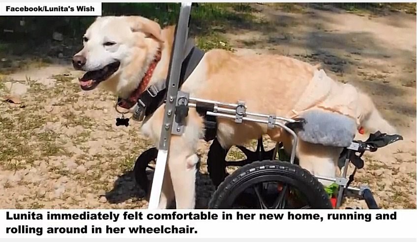 車椅子を使う犬