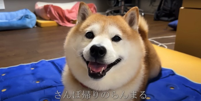 伏せをしてカメラに向かって笑う柴犬