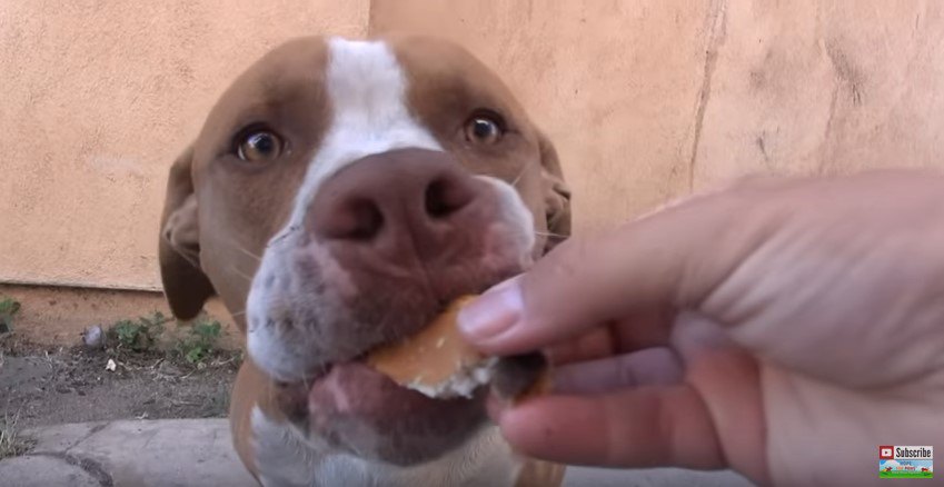 食べる犬