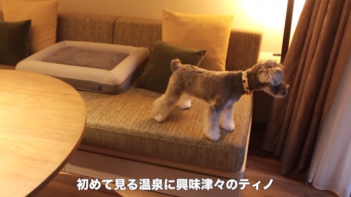 旅行中のティノちゃん4