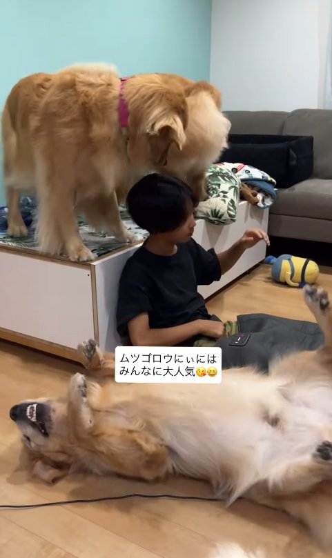 お兄ちゃんを囲む大型犬たち