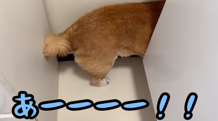 洗濯機と壁の隙間に入る犬