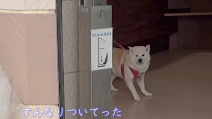 「本当にひとりなの？」