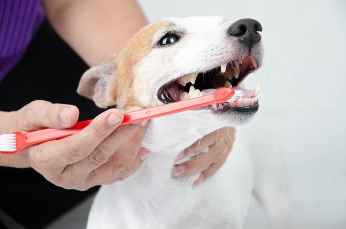 歯磨きされている犬