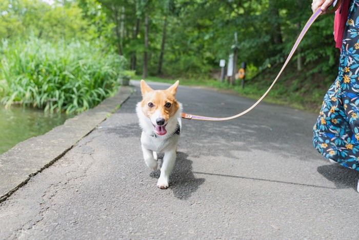 散歩する犬