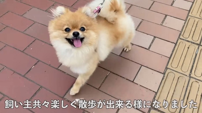 お散歩大好きになった現在のむぎちゃん