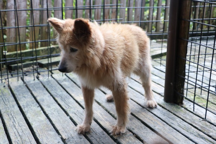 囲われた所で過ごす老犬