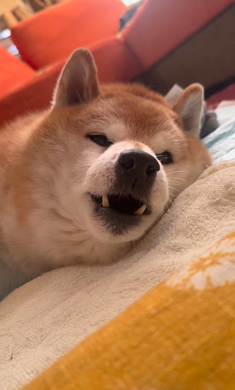 名前を呼ぶと「わお～ん」とお返事